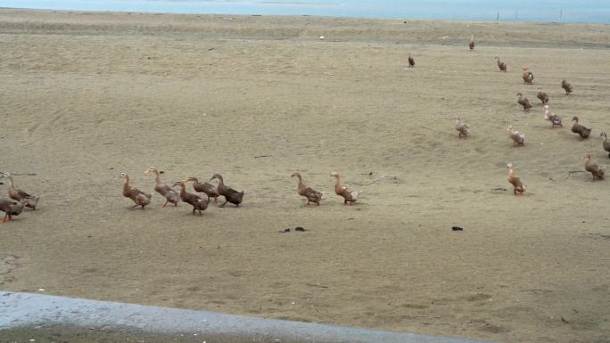 海边沙滩上放养的海鸭子在排队走路