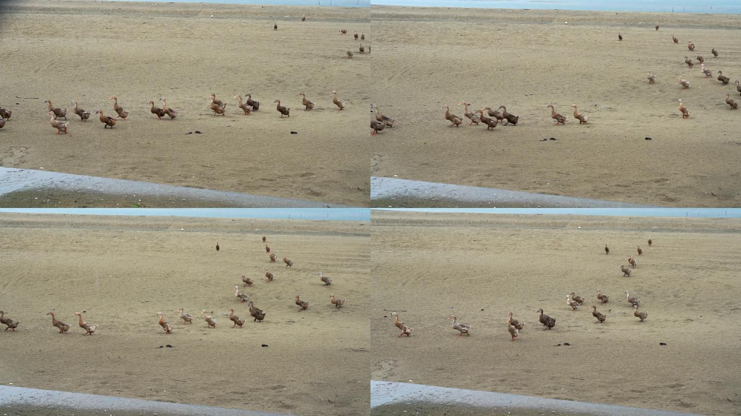 海边沙滩上放养的海鸭子在排队走路