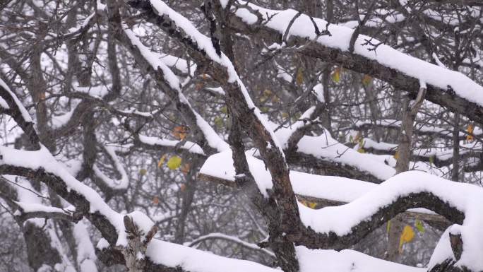 下雪