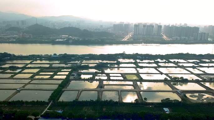广东珠三角传统的农业杂基鱼塘群