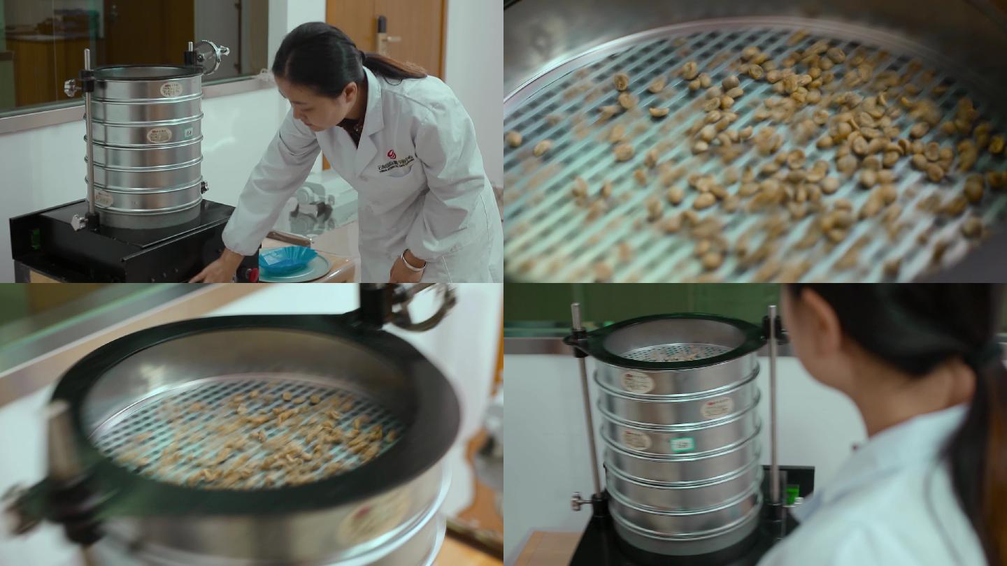 咖啡生产视频咖啡生豆机器筛选过程