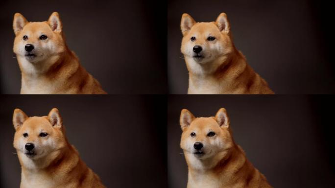 日本柴犬狗摄影棚棚拍4K