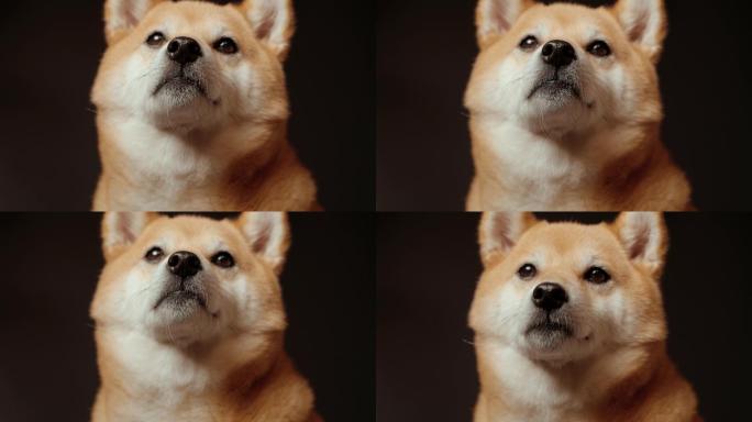 日本柴犬宠物狗摄影棚肖像4K