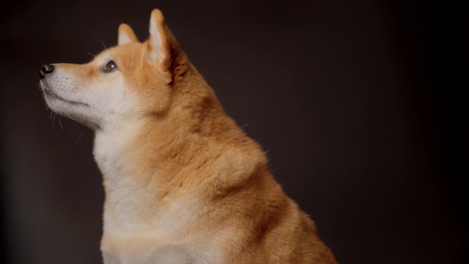 日本柴犬宠物狗摄影棚肖像4K