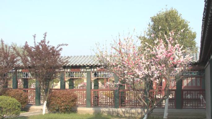 春天桃花盛开周总理纪念馆春色满园