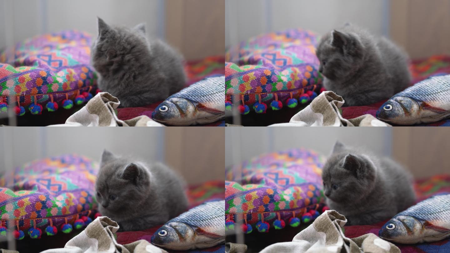 一只可爱的蓝灰色英短宠物幼猫特写，小奶猫