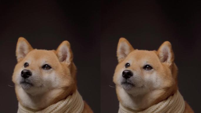 日本柴犬宠物狗摄影棚竖屏