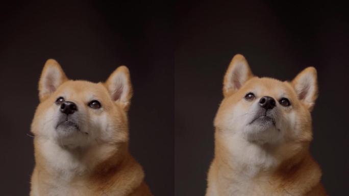 日本柴犬宠物狗摄影棚竖屏