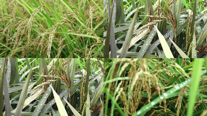 水稻  水稻穗