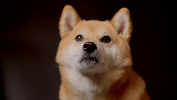 日本柴犬宠物狗摄影棚4K