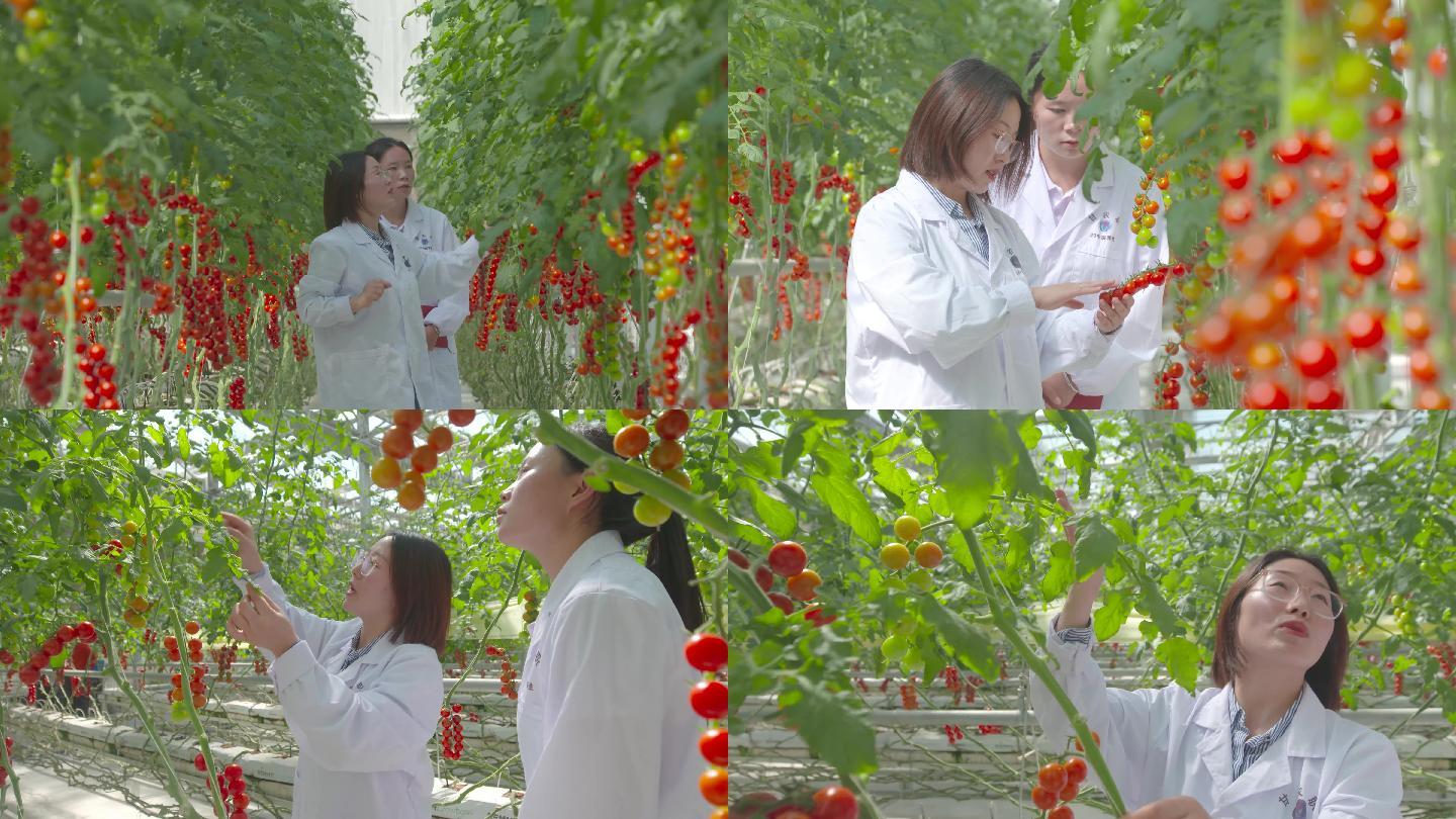 现代农业西红柿种植园区实拍J