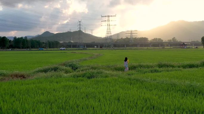 绿油油的稻田，中山崖口稻田