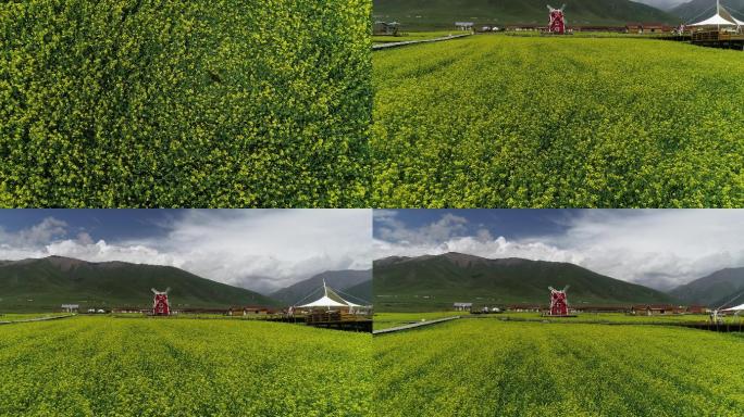 青海门源花好门源油菜花菜籽油基地航拍4K