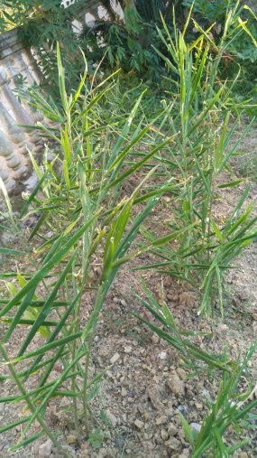 田野生长的姜苗生姜4k实拍视频视频素材