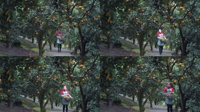 农家女孩在果园采摘柑橘
