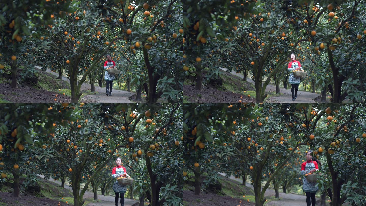 农家女孩在果园采摘柑橘
