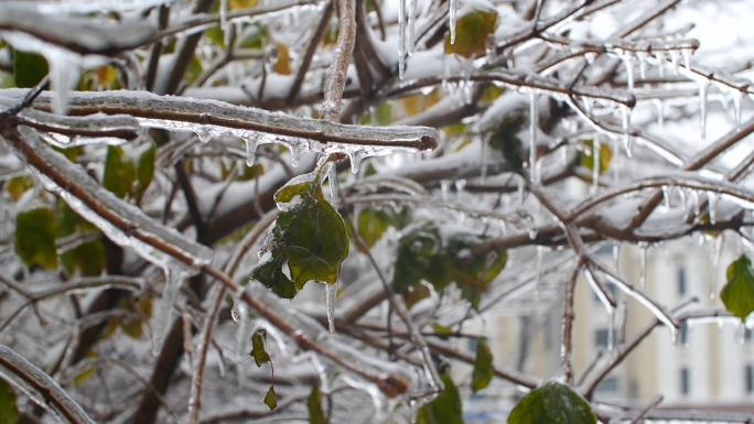 植物结冰 霜降 雾凇 树枝