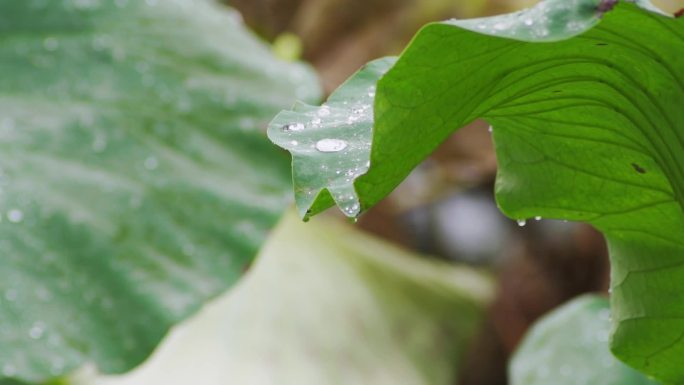 荷叶雨滴