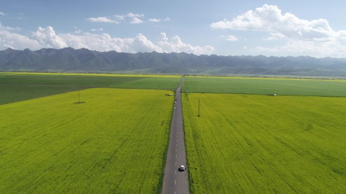 青海门源花好门源油菜花菜籽油基地航拍4K