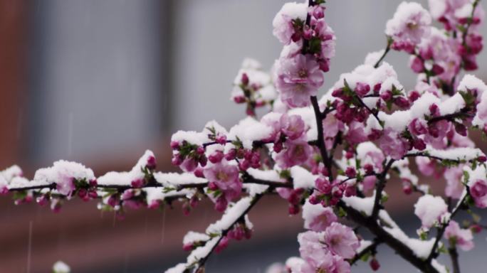 雪花 飘飘 梅花 盛开