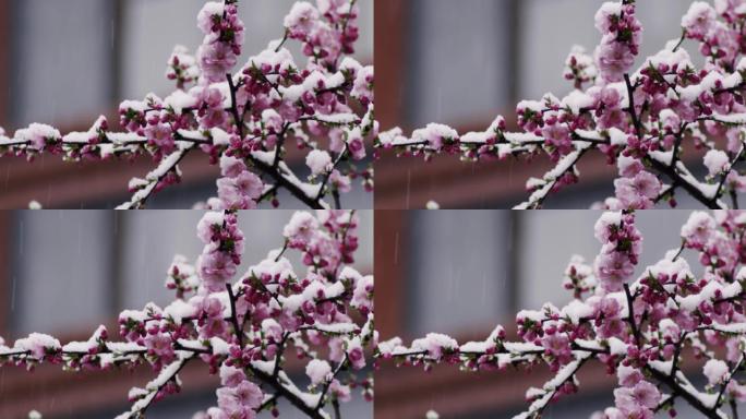 雪花 飘飘 梅花 盛开