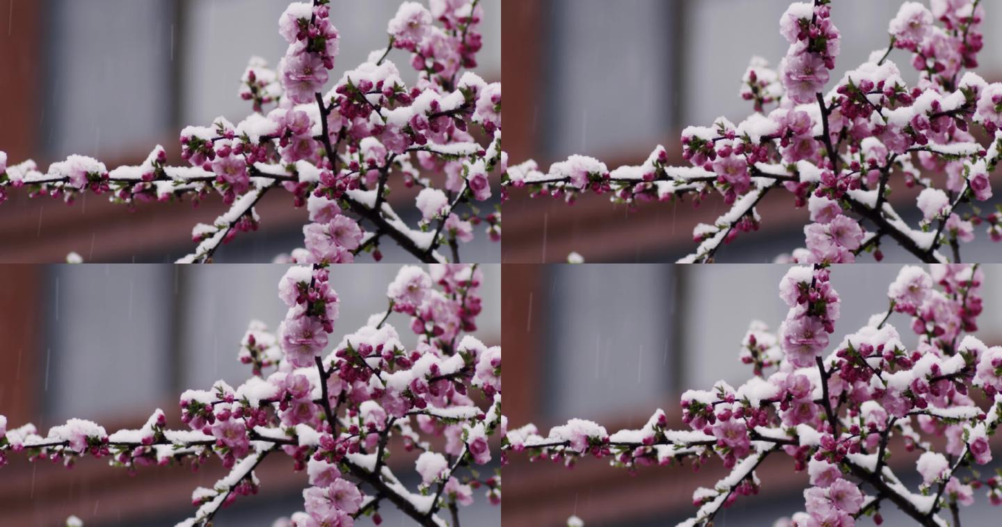 雪花 飘飘 梅花 盛开