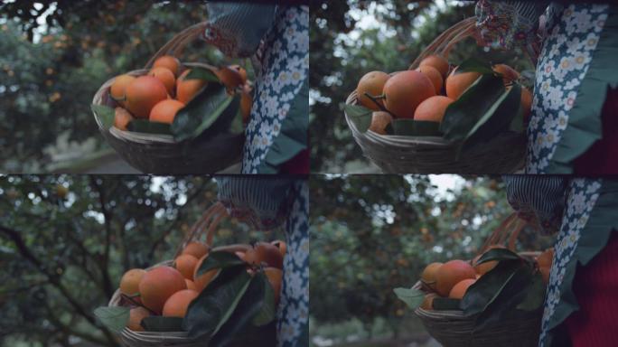 农家女孩拿着竹篮在果园采摘柑橘