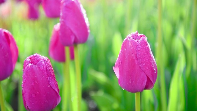 郁金香公园红花红色下雨露水露珠唯美花朵