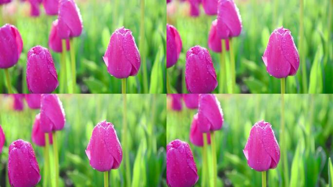 郁金香公园红花红色下雨露水露珠唯美花朵