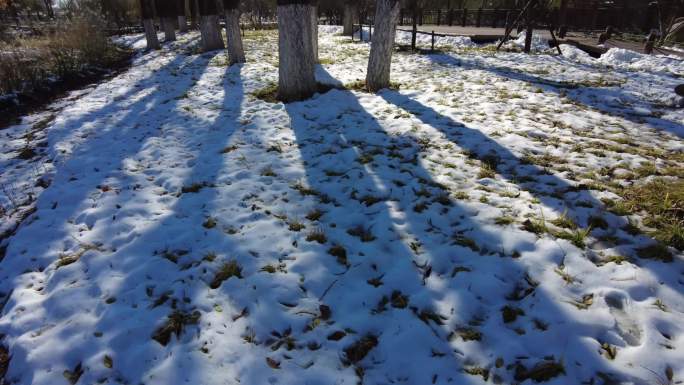 冬天的雪地上移动树影延时