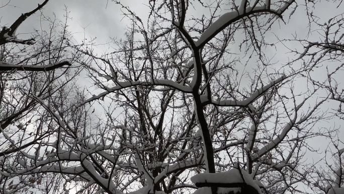 雪后的树挂 树枝上的雪
