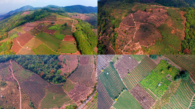 茶山耕地茶叶种植