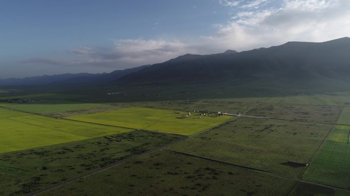 青海门源花好门源油菜花菜籽油基地航拍4K