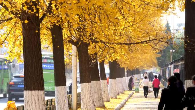 秋天树叶飘落的街道行人