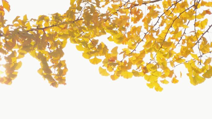 秋天阳光下的唯美银杏树叶