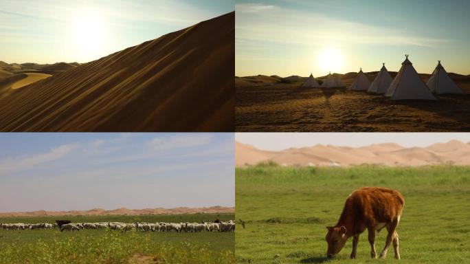 阿拉善 沙漠 草原 牛羊
