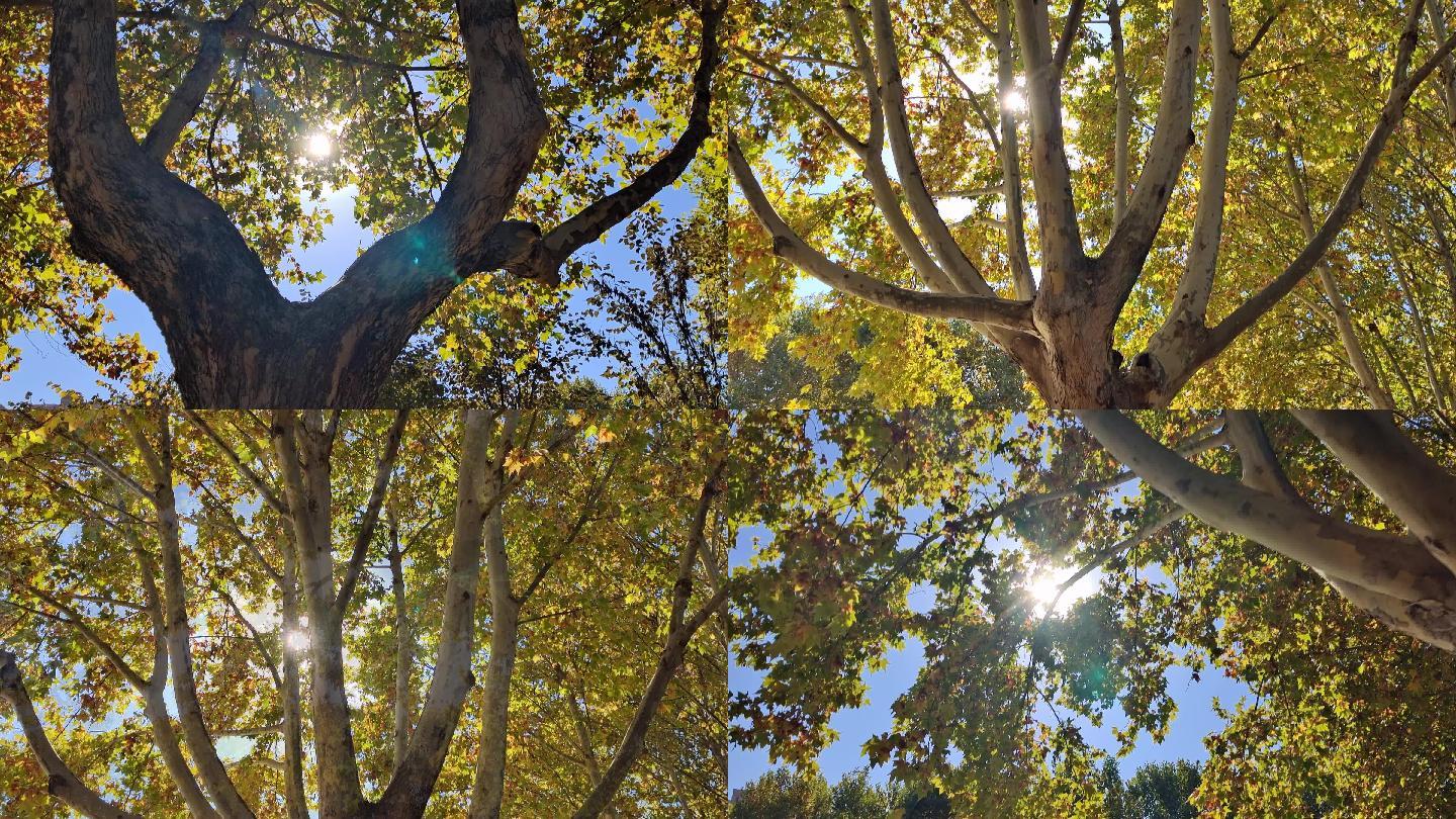 【原创】秋天阳光下的一棵法国梧桐树