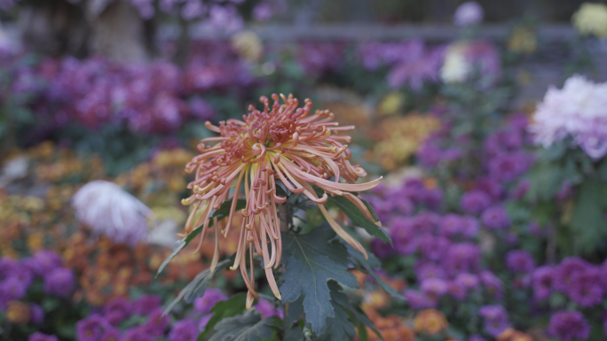 【4K版】菊花展秋天风景空境实拍