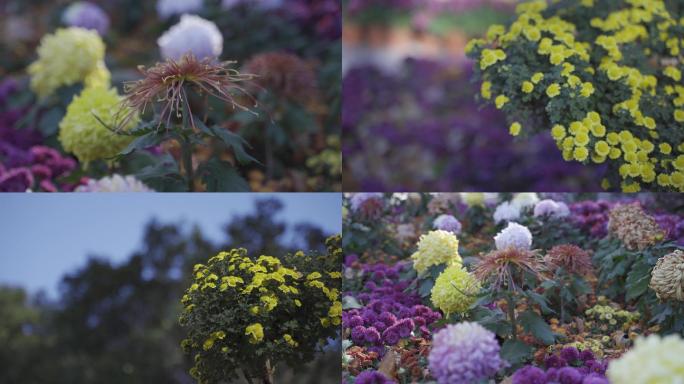 【4K版】菊花展秋天风景空境实拍