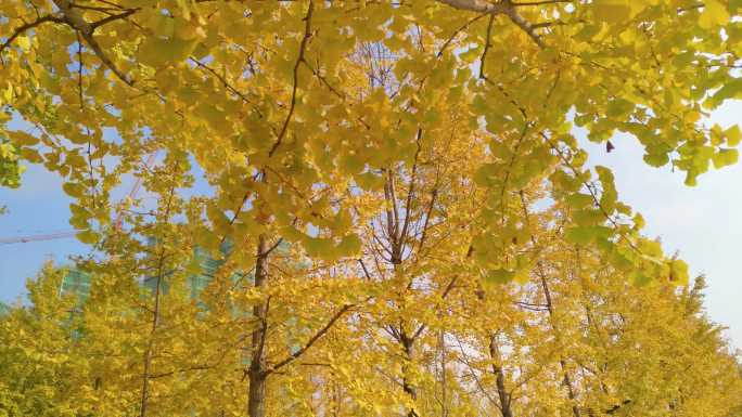 秋天阳光下的唯美银杏树叶