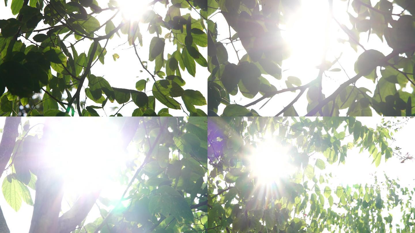 阳光透过树叶间隙光斑
