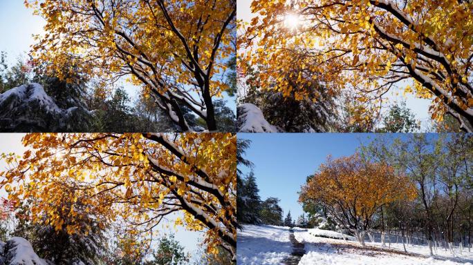 雪后银杏树