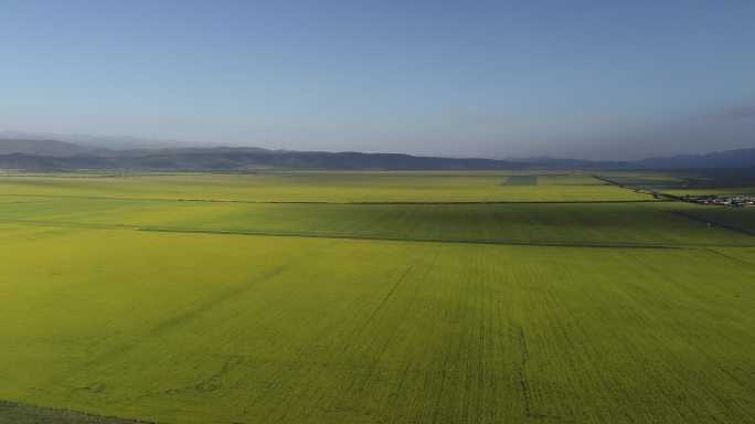 青海门源花好门源油菜花菜籽油基地航拍4K