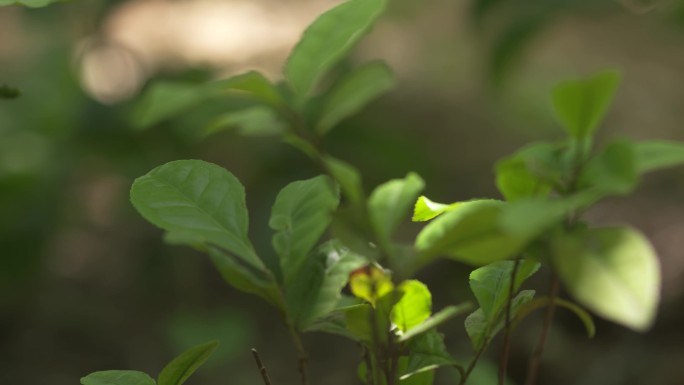 野茶野草