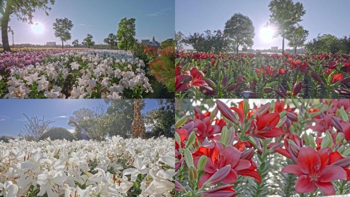 百合花 花田 荷兰花海 美景 花