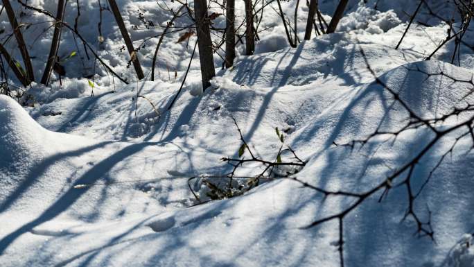 雪地光影