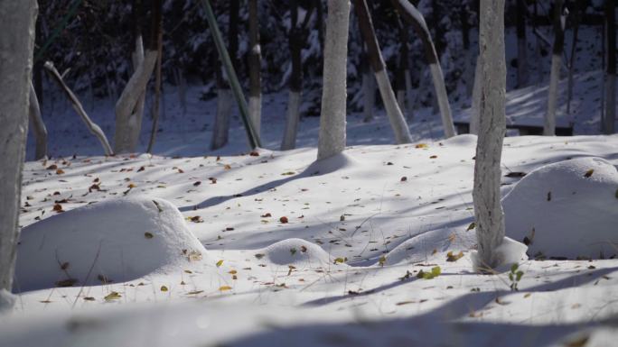 雪地