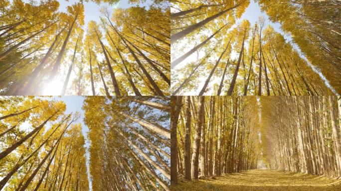 秋天金黄色的树叶落满林荫小道