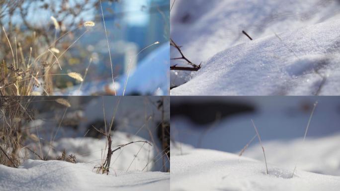 雪后