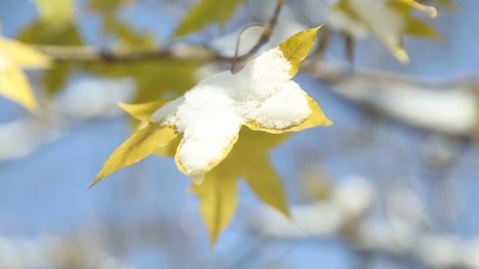 下雪天树叶